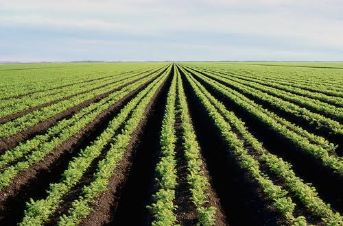 AgriSA concerned about impact of loadshedding on food security
